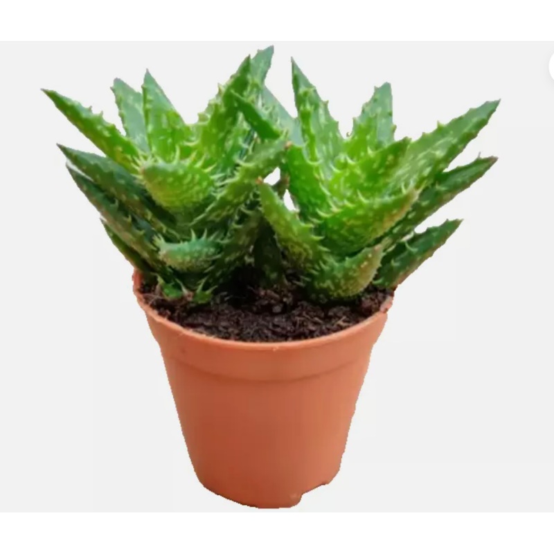 Aloe juvenna mini Tiger Tooth aloe vera succulent Live Plant 4in pot
