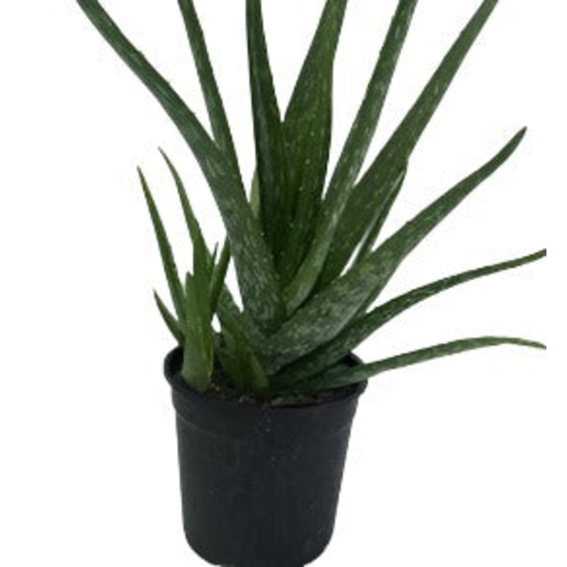 Aloe Vera Plant Common Edible Thick Aloe Barbadensis Miller Plant Succulent Ht7 5 Gallon Pot