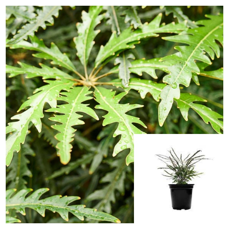 Aralia Ellegantissima 4Inches Plant False Aralia Plerandra Elegantissima Live Plant Ht7 best