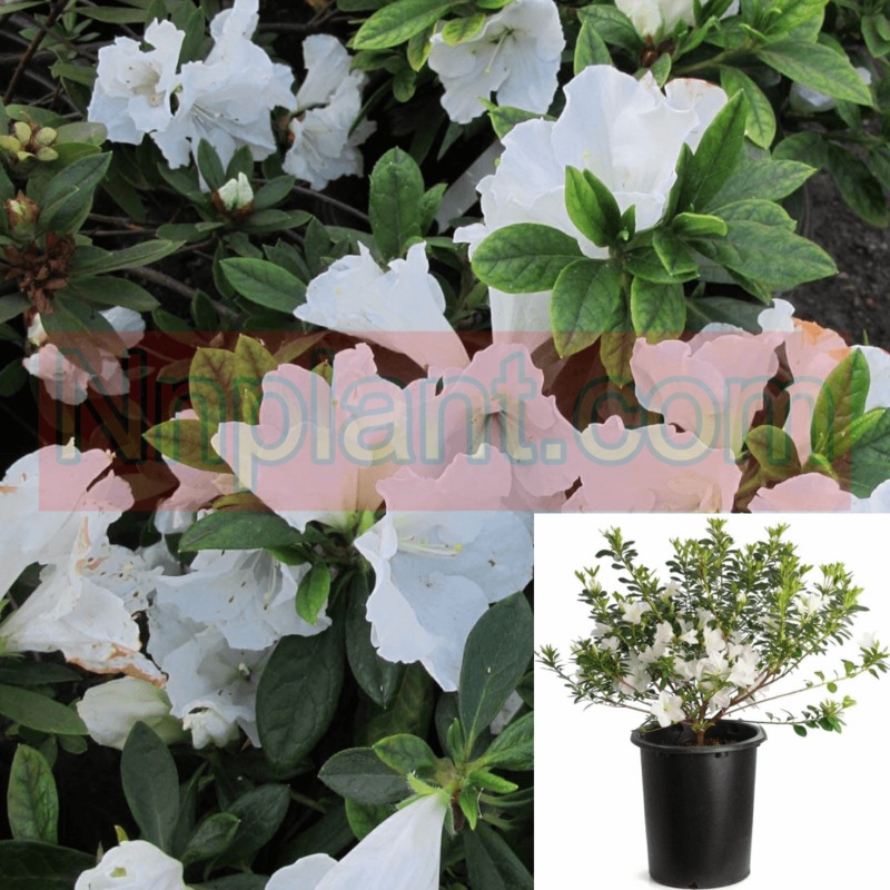 Azalea Alaska 5 Gallon White Plant Rhododendron Live Plant Fr7