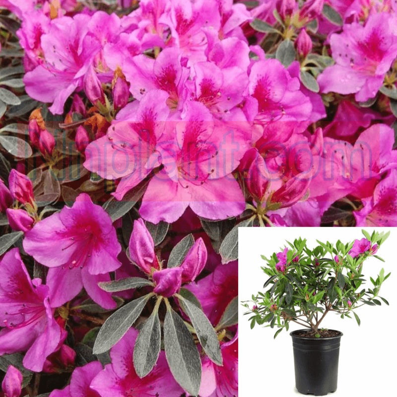Azalea Perfecto Mundo Double 1 Gallon Phoenicia Pink Rhododendron Pot Live Plant Fr7