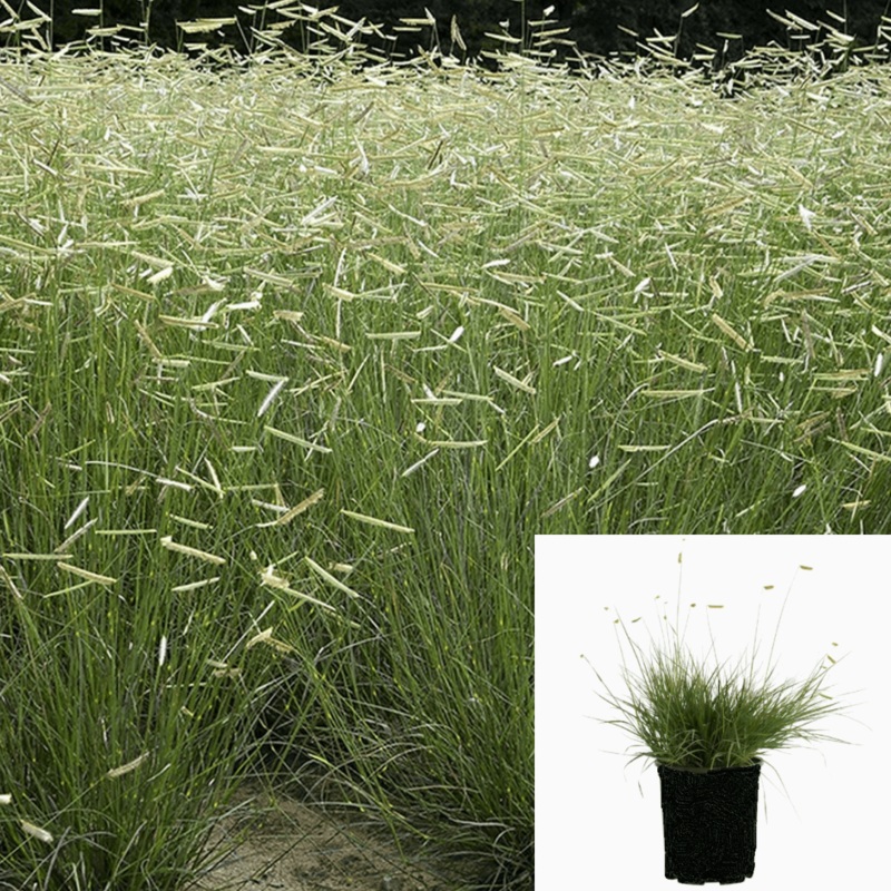 Bouteloua Blonde Ambition 5 Gallon Plant Blue Grama Grass Live Plant Fr7
