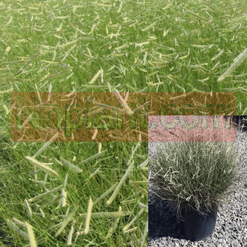 Bouteloua Grac Ps Blonde Ambition 5 Gallon Gracilis Grass Blue Live Plant Fr7Ht7