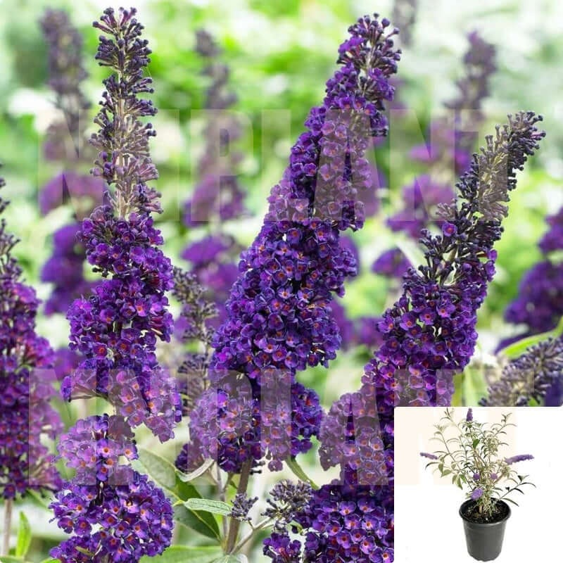 Buddleia Black Knight 5 Gallon Dark Deep Red Purple Butterfly Bush Flower Live Plant Fr7Ht7