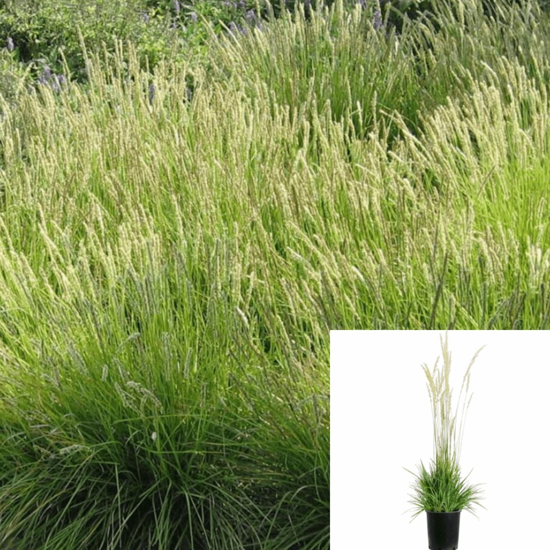Calamagrostis Foliosa 1 Gallon Leafy Reed Grass Plant Outdoor Live Plant Fr7