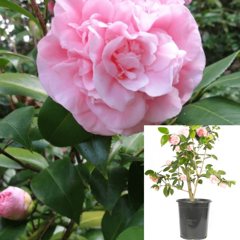Camellia Debutante 5 Gallon Plant Pink Flower Japonica Japanese Tsubaki Live Plant Outdoor Fr7