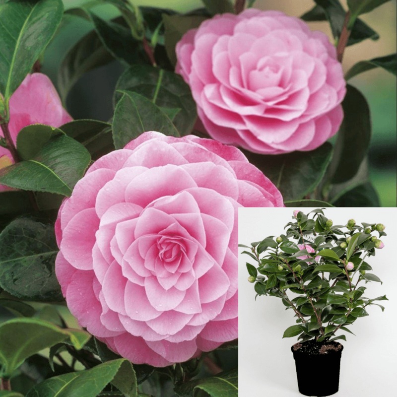 Camellia Nuccio Pearl Plant Pink Flower Tree Japonica 5 Gallon Live Plant Fr7