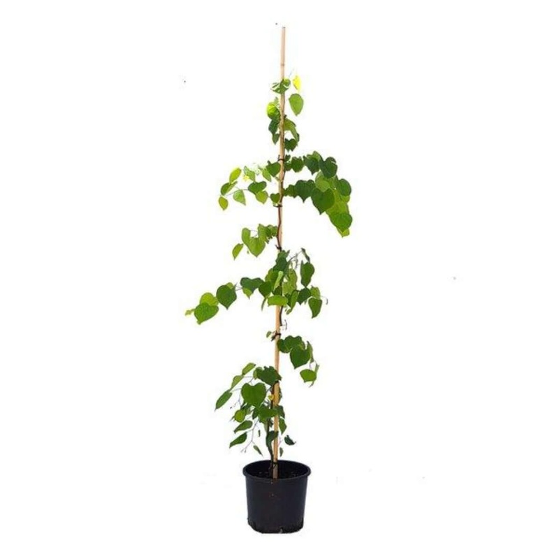 Cercis Forest Pansy 5 Gallon Eastern Redbud Pant Selection Of Live Plant Fr7