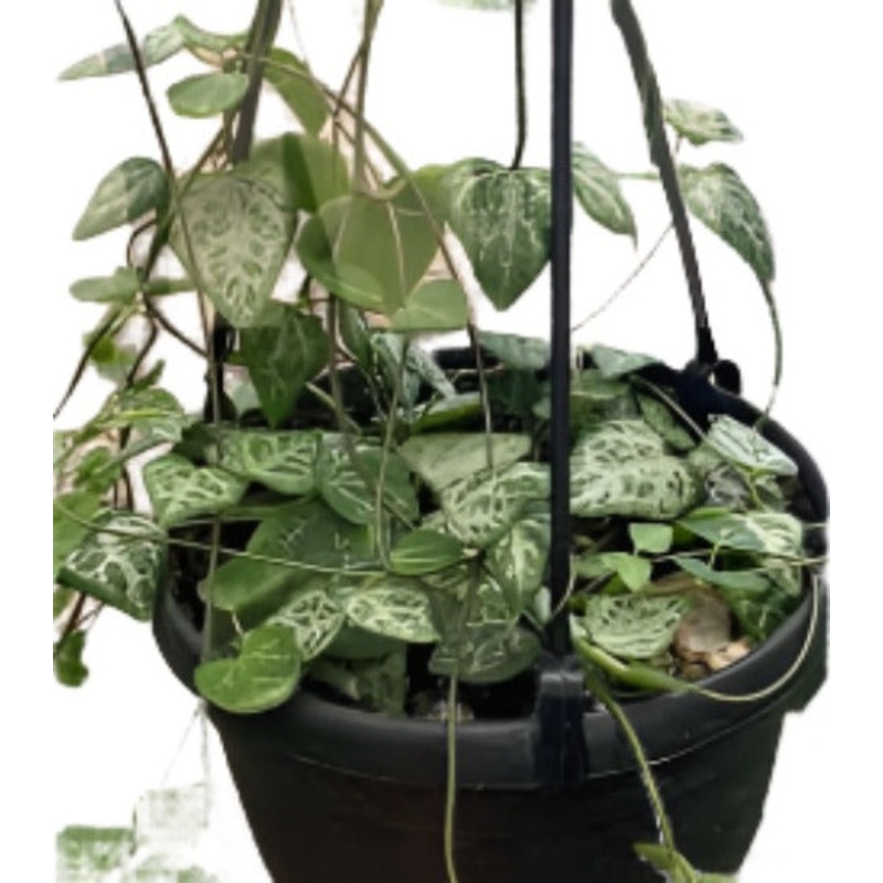 Ceropegia Woodii String Of Spades 6Inches String Of Spades Plant Succulent Drought Tolerant Live Ht7