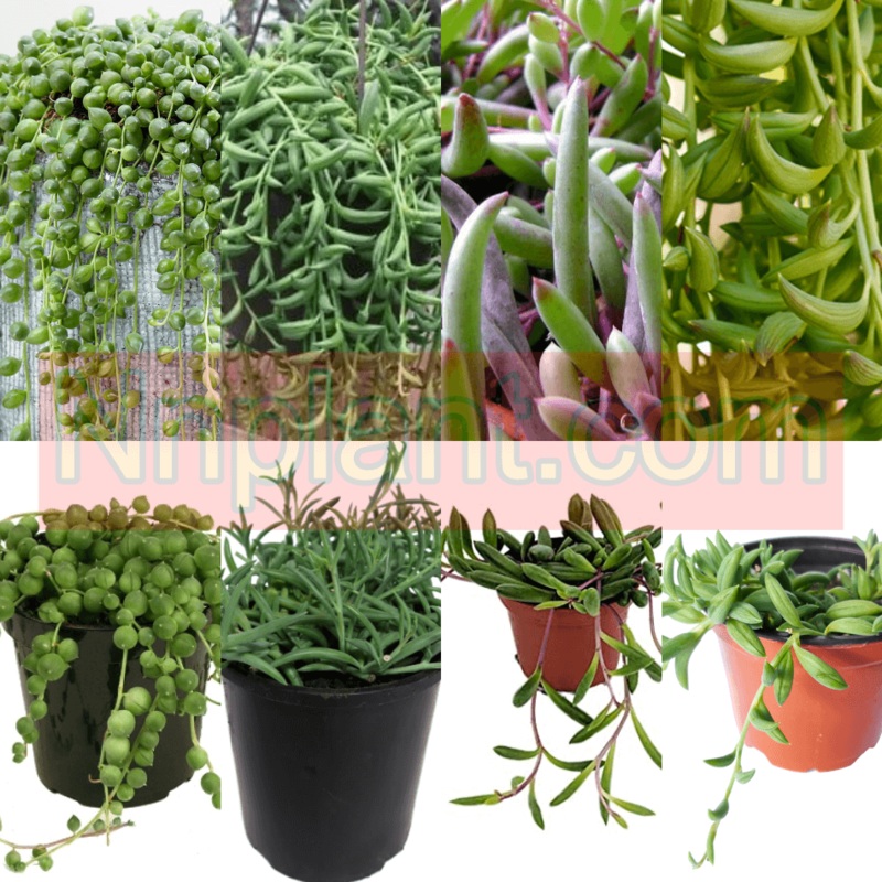 Combo Of 4 String Plant 4Inches Pot String Of Pearl String Of Fish Hook String Of Banana String of rubbies LIVE PLANT ht7