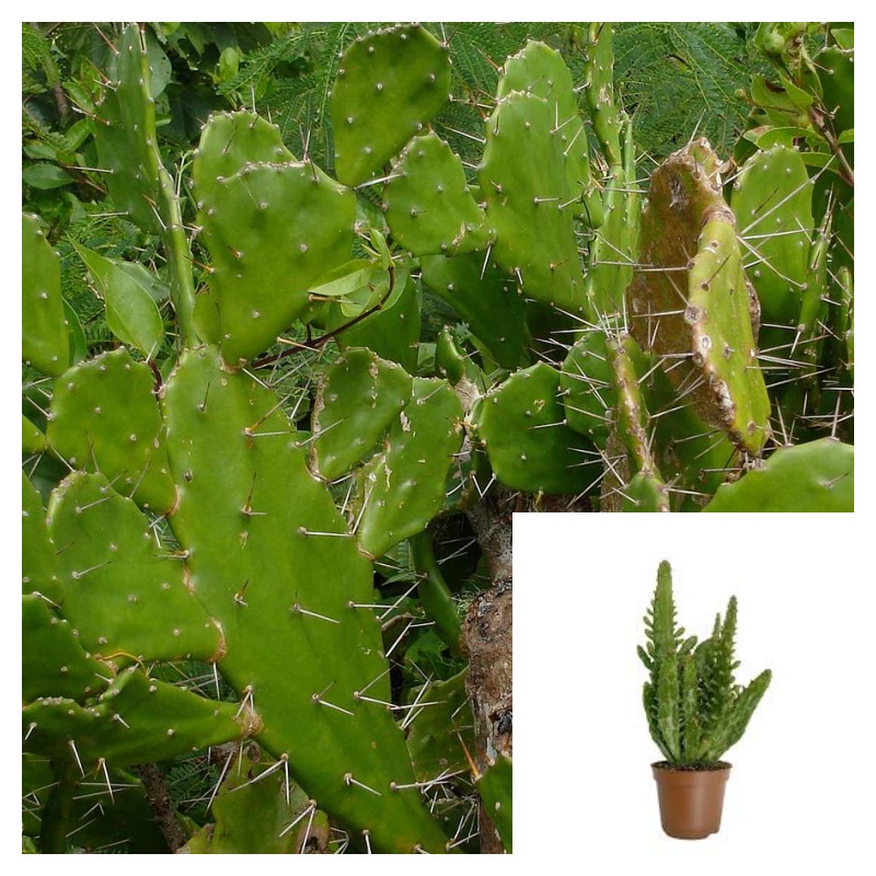Common Prickly Pear Plant 1 Gallon Pot Opuntia Monacantha Plant Succulent Drought Tolerant Live Plant Ht7 Best