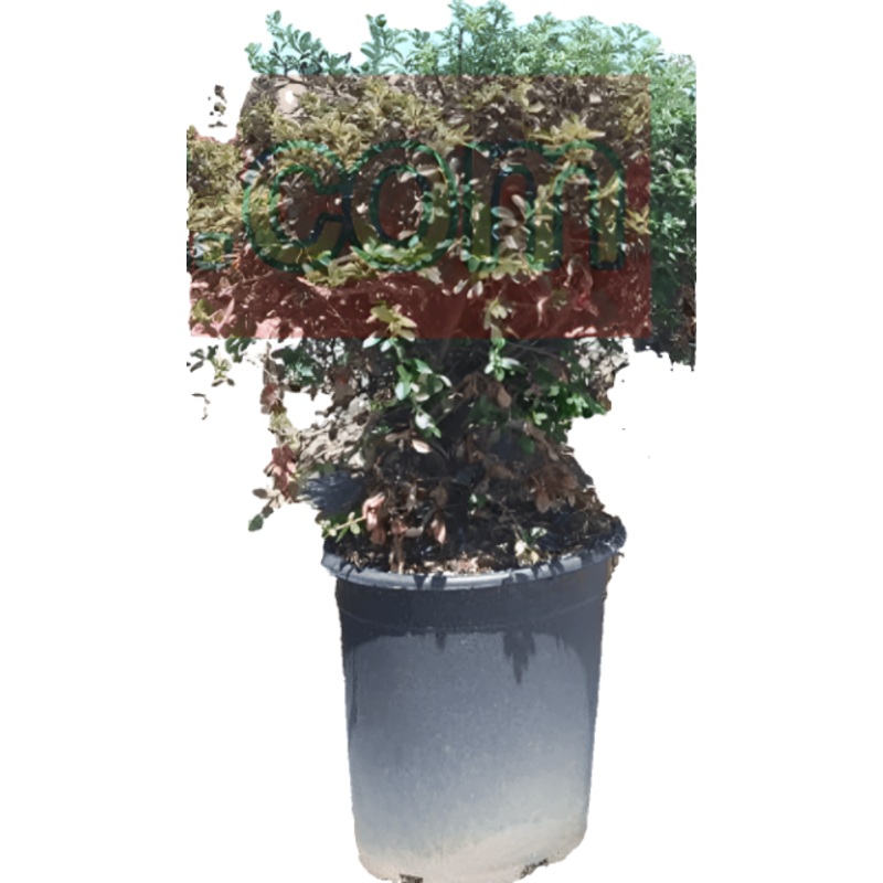 Cotoneaster Mic Lowfast 5 Gallon Bearberry Cotoneasters White Live Plant Fr7