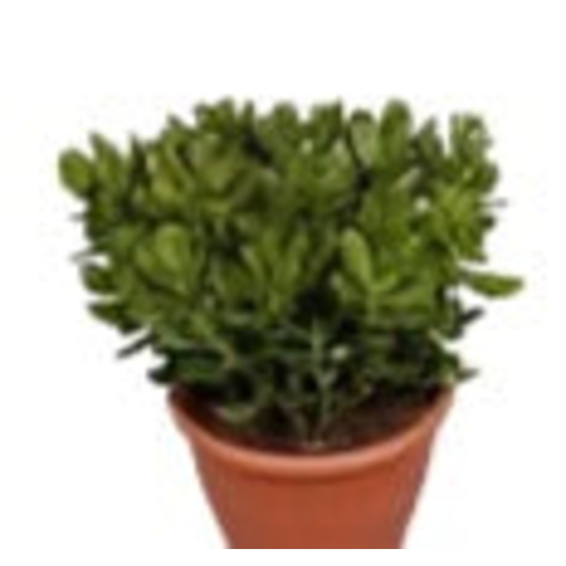 Crassula Jade 4Inches Pot Succulents Plant Miniature Pine Tree Crassula Tetragon Ht7 Best