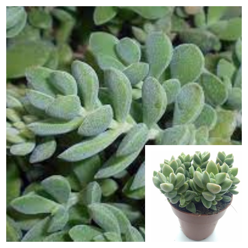 Crassula Lanuginosa Plant 4Inches Crassula David Plant Succulent Drought Tolerant Drought Tolerant Ht7 BEST