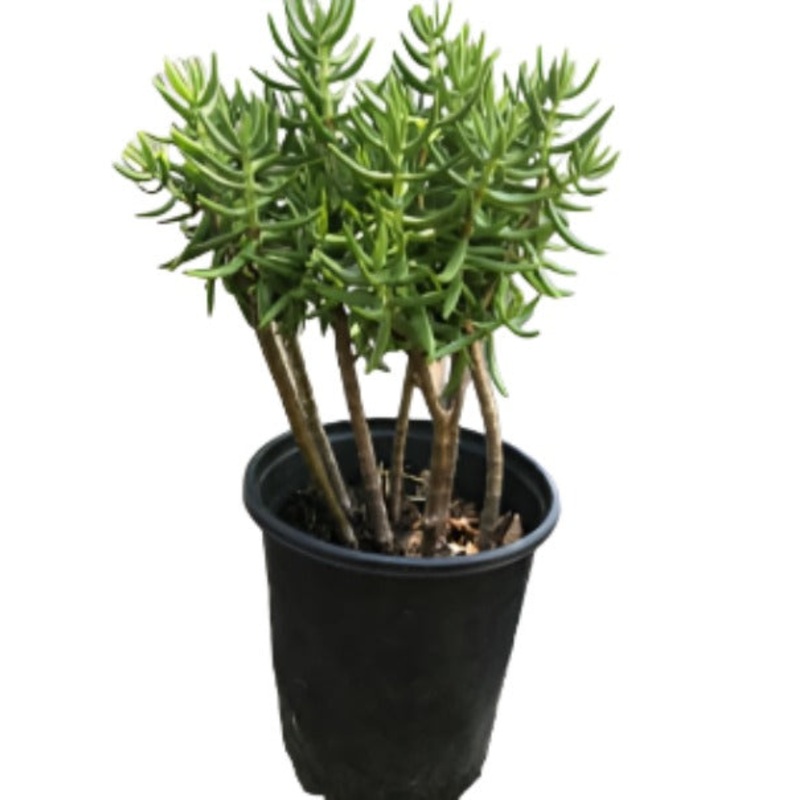 Crassula Mesembryanthemoides Plant 1 Gallon Crassula Moon Glow Plant Succulent Drought Tolerant Drought Tolerant Ht7