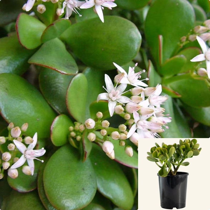 Crassula Ovata Green 4.5Inches Jade Money Tree Kerky Bush Plant succulent Ht7 Best