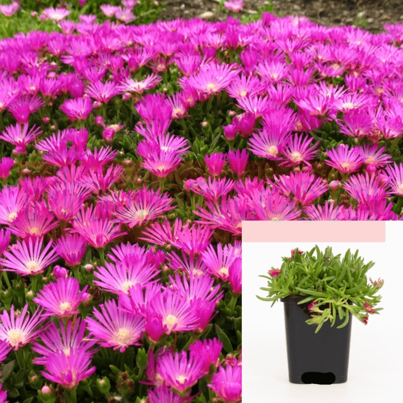 Delosperma Cooperi Plant Hardy Ice Purple 1 Gallon Trailing Iceplant Hardy Iceplant Pink Live Plant Ht7