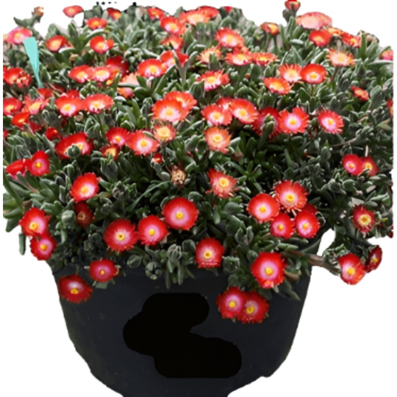 Delosperma Dyeri Red Mountain Plant Ice Red 1 Gallon Hardy Ice Live Plant Ht7 Best
