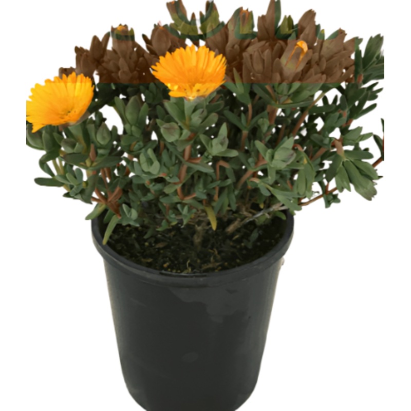 Delosperma Nubigena Plant Yellow Hardy Ice 1 Gallon Succulent Live Plant Mht7