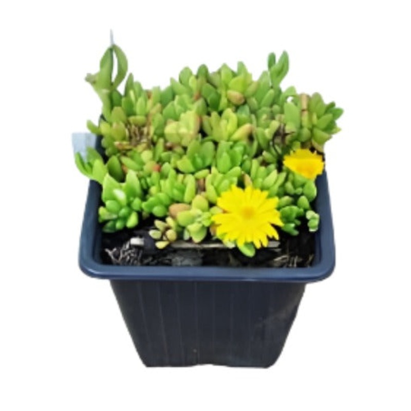 Delosperma Nubigenum Plant 4Inches Pot Ice Plant Indoor Live Plant Ht7