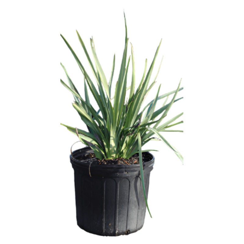 Dianella Cassa Blue Plant 5 Gallon Native Flax Caerulea Nativ Fr7