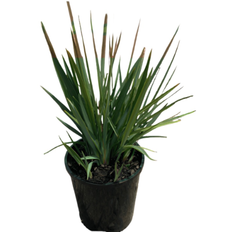 Dianella Little Rev 5 Gallon Native Flax Plant Revoluta Nat Fr7