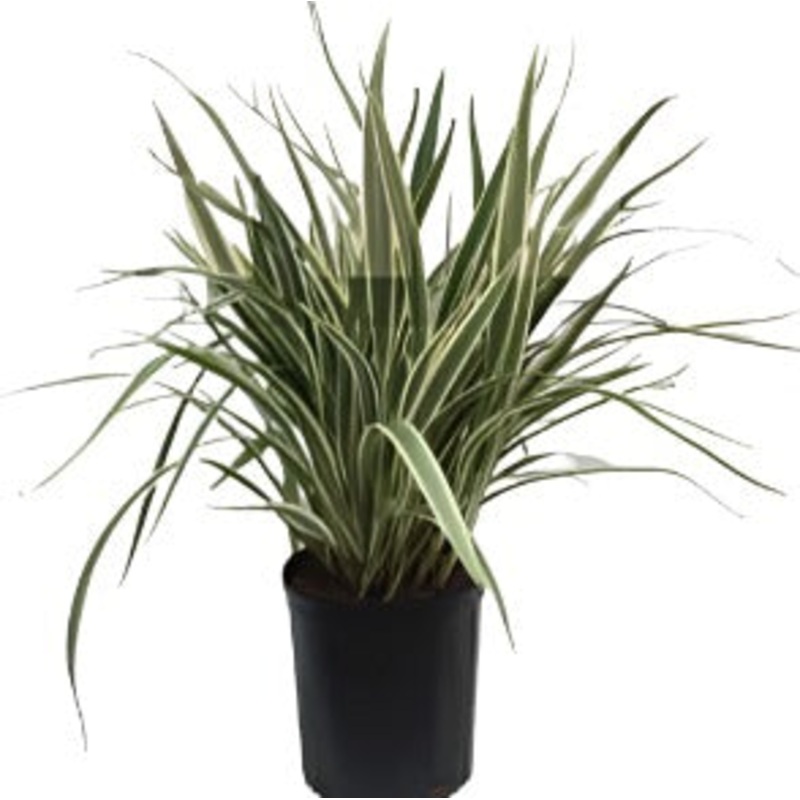 Dianella Tas Variegata 5 Gallon Variegated Fr7