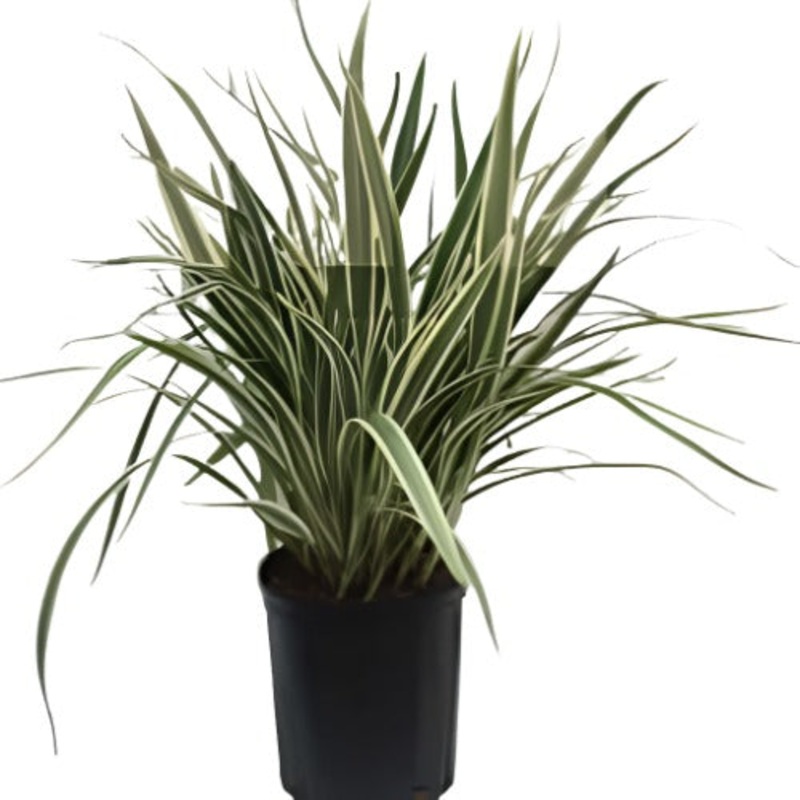 Dianella Variegata 5 Gallon Variegated Flax Lily Live Plant Fr7