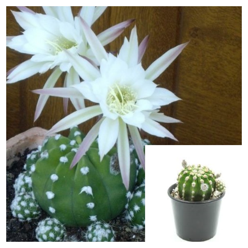 Easter Lily Cactus Plant Domino Cactus Plant Night Blooming Hedgehog Live Plant Cactus Plant Ht7 4Inches POT