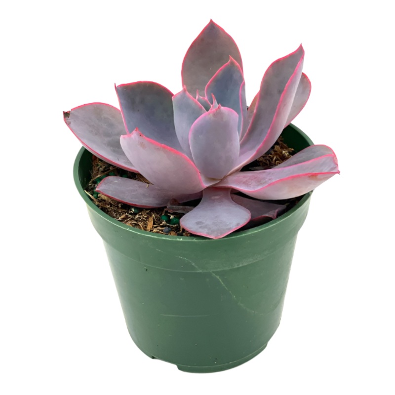 Echeveria Afterglow 4Inches Pot Succulents Plant Echeveria Is Large Genus Of Floweri Live Plant Ht7 Best