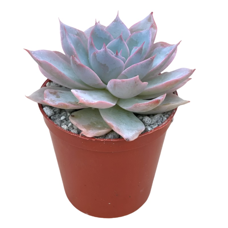 Echeveria Growjoy Subsessilis Blue Echeveria 4Inches Pot Live Plant Ht7