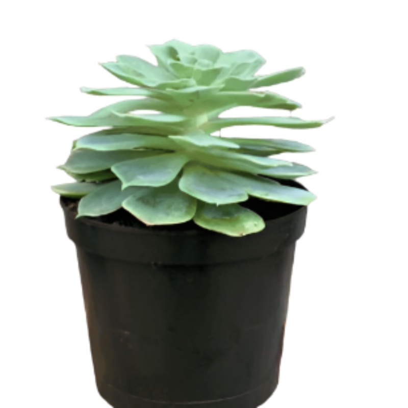 Echeveria Imbricata 1 Quart Plant Blue Lotus Soil Succulent Rose Live Plant Ht7