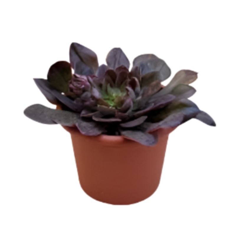 Echeveria Painted Frills 4inches Plant Painted Frills Plant Crassulaceae Live Plant Ht7