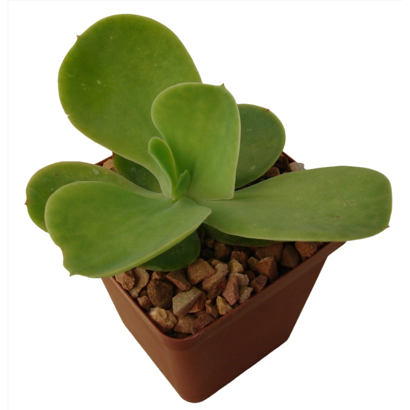 Echeveria Pallida 4Inches Pot Succulents Plant Argentine Echeveria Echeveria Pal Ht7