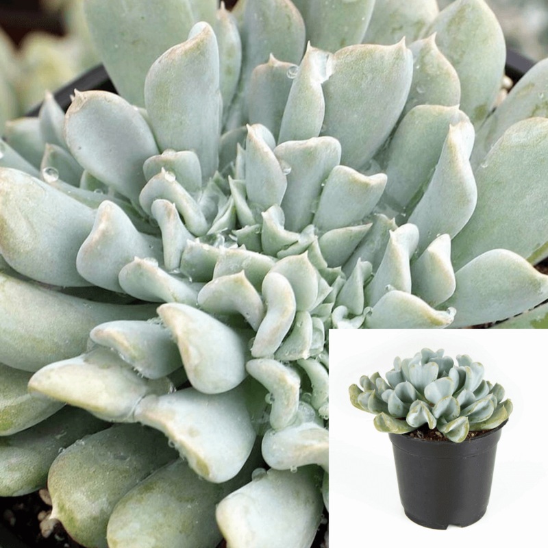 Echeveria Runyonii Topsy Turvy 1 Gallon Ht7 Agavaceae Succulent Drought Tolerant Live Plant