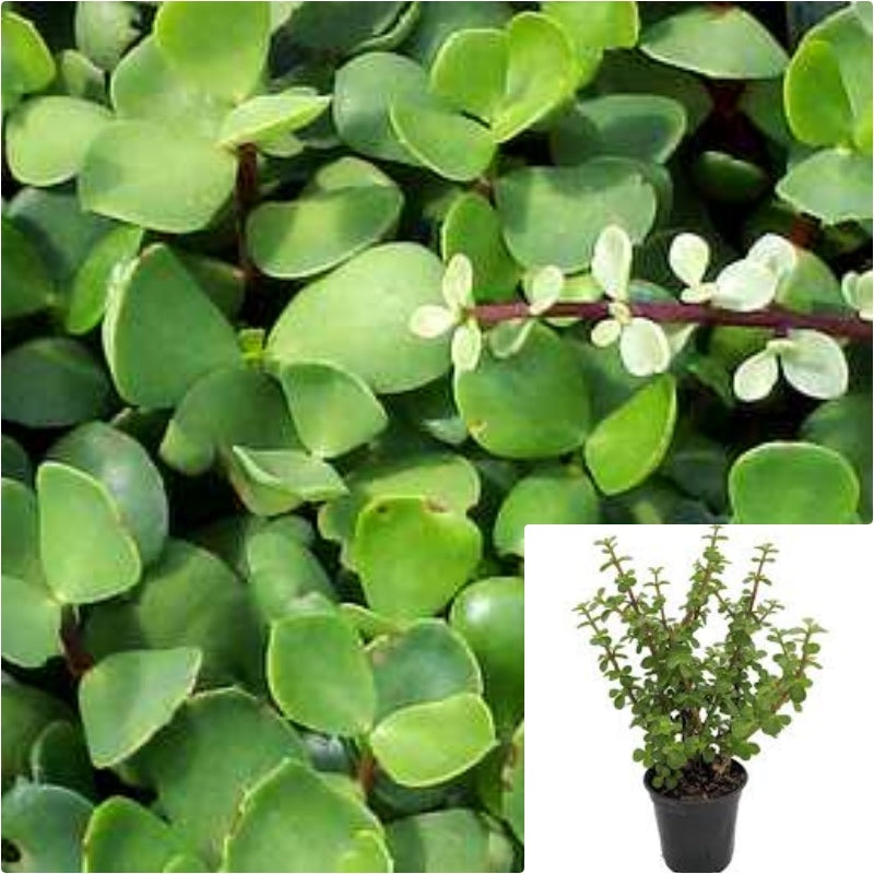 Elephant Bush Portulacaria Afra Elephant Succulent Drought Tolerant 4Inches Pot Live Plant Ht7 Best