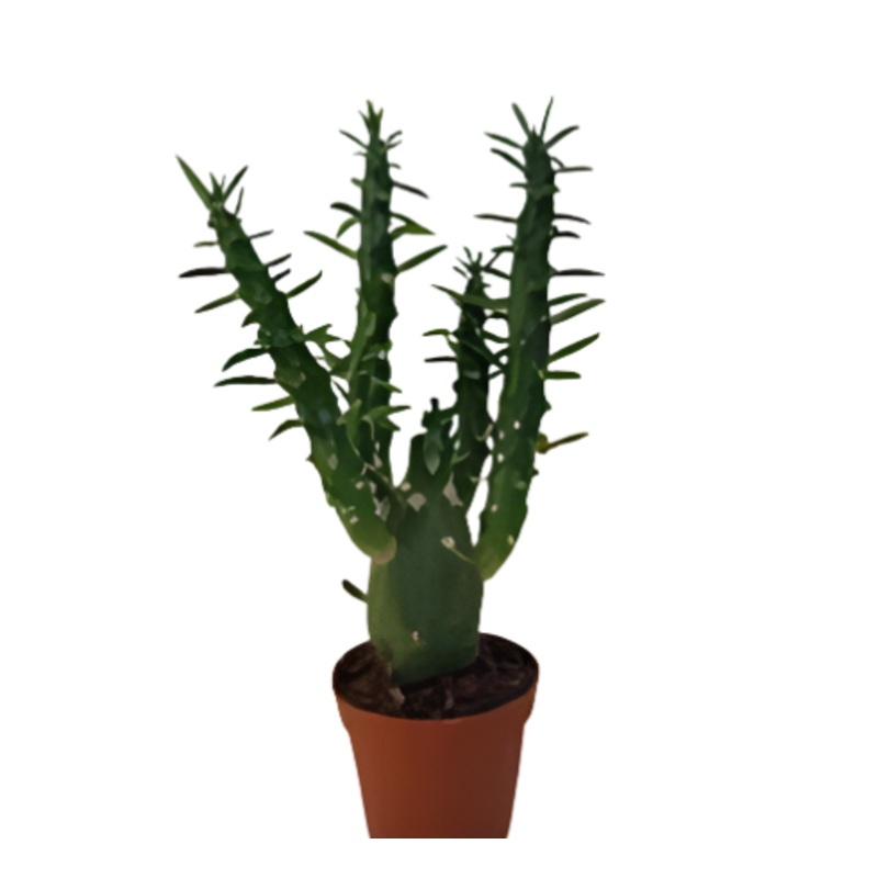 Eve s Pin 1 Galon Plant Eve s Needle Cactus Plant Long Spine Cactus Live Plant Best