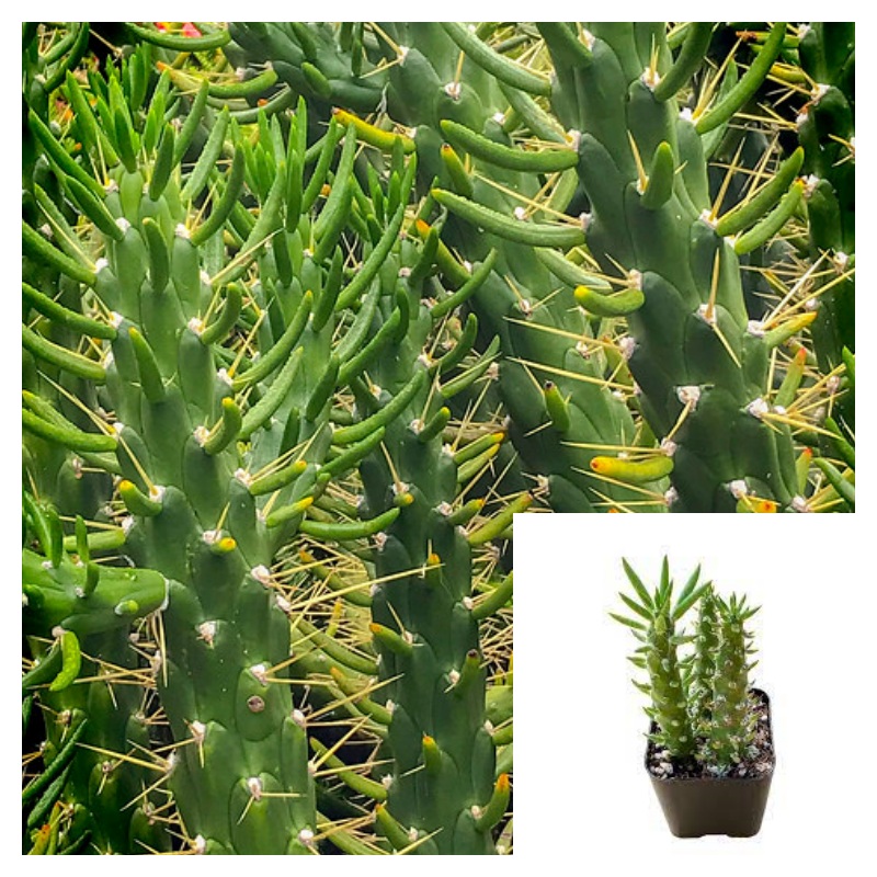 Eve s Pin 4inches Plant Eve s Needle Cactus Plant Long Spine Cactus Live Plant Best