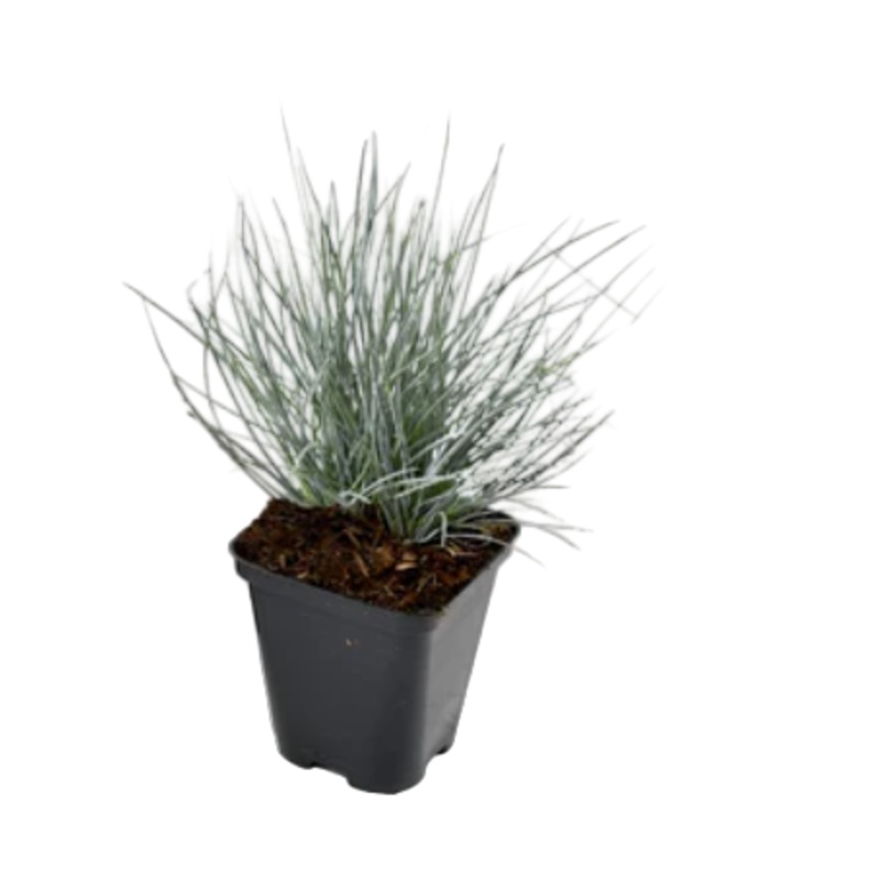 Festuca Glauca Blue Grass Fescue 4inches Pllant Festuca Glauca Live Plant Ht7 best
