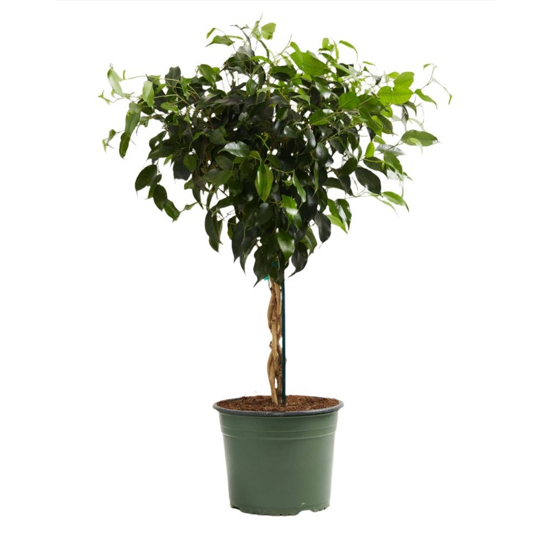 Ficus Benjamina Midnight Plant 10Inches Pot Ficus Dark Plant Foliage Live Plant Ht7