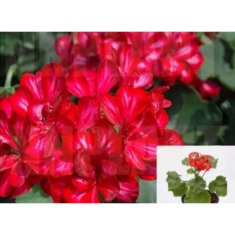 Geranium Ivy Red Pelargonium Peltatum Plant Flower 1 Gallon Ht7 – Live Plant Hh7