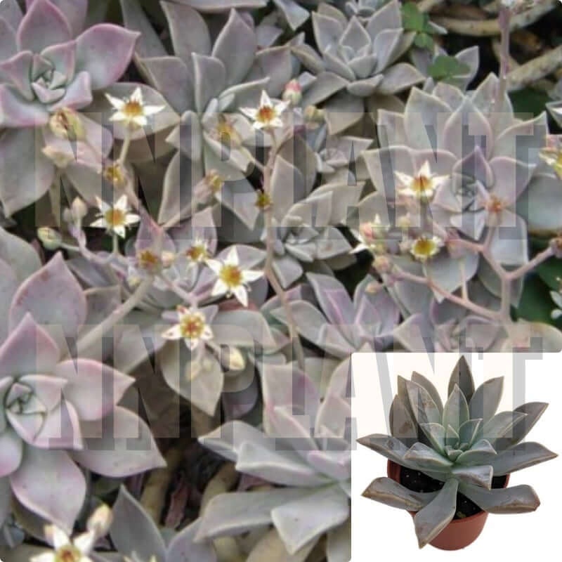 Graptopetalum Ghost Graptopetalum Paraguayense Succulent Drought Tolerant 4Inches PotLive Plant Ht7 Best