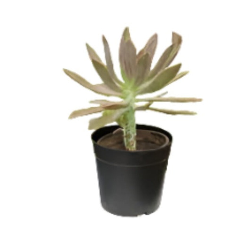 Graptopetalum Paraguayense Plant 1 Gallon Ghost Mother Of Pearl Plant Succulent Drought Tolerant Ht7