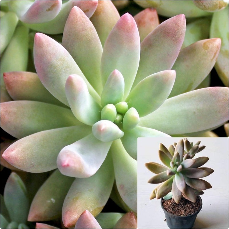 Graptosedum Darley Sunshine Plant 4Inches Graptosedum Plant Succulent Drought Tolerant Drought