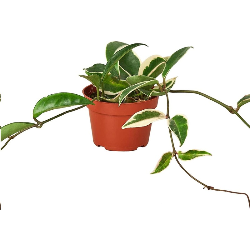 Hoya Carnosa Tricolor Plant 4Inches Porcelain Flower Wax Vine Plant House live plant Ht7