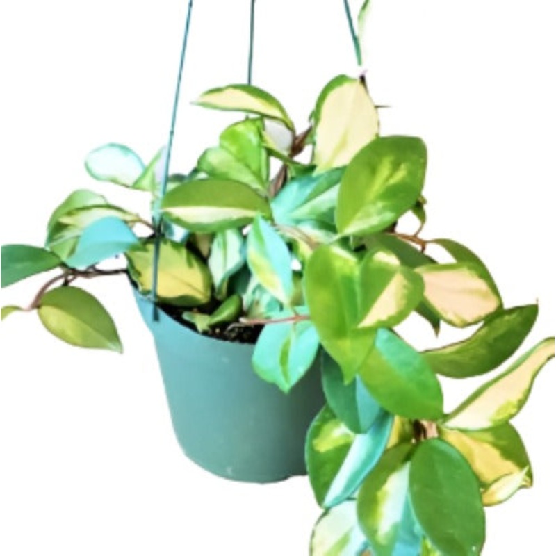 Hoya Exocitica Carnosa Tricolor Plant 6Inches Wax Vine Porcelain Flower Plant Hanging Live Plant Ht7