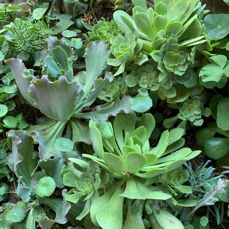Huge Rossy Succulent Drought Tolerant Plant Aeonium Mature Plant Succulent Drought Tolerant Live Plant Ht7 1 Gallon Ht7 Pot