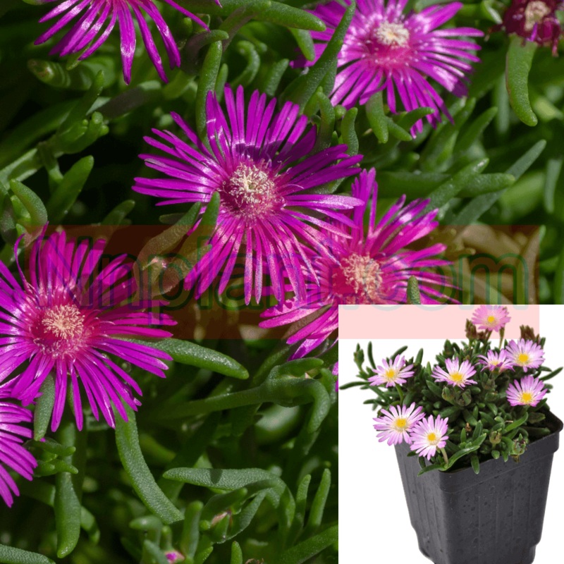 Ice Plant Floribunda Purple Plant Ice Plant Purple Flower succulent ground cover 12 Packs of 2 inches Pot Purple Ice Live Plant Mr7ht7