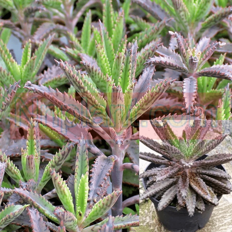 Kalanchoe Houghtonii Cactus Cactiucculent Rea 4Inches Pot Succulent Drought Tolerant Live Plant BEST HT7