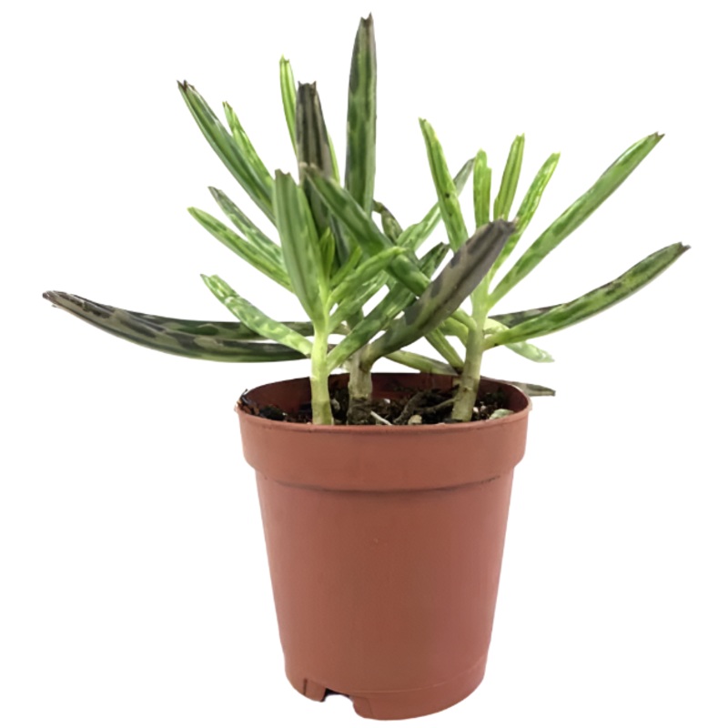 Mother Of Millions 6Inches Plant Kalanchoe Daigremontiana Plant Devils Backbone Plant Succulent Drought Tolerant Live Ht7
